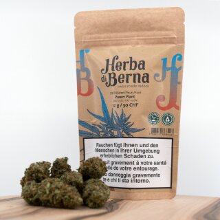 Herba di Berna - Power Plant Indoor (CHF 50.00/12g)