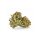 Cannatura - Wild Outdoor (CHF 21.90/5g)